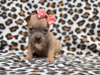 Stella, a female French Bulldog and American Pit Bull Terrier for sale in Davenport, FL – 1 of 10