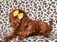 Poppy, a female Cavapoo and Poodle - Miniature  for sale in Davenport, FL – 9 of 10