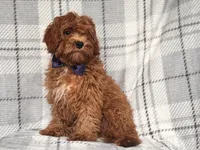 Wyatt, a male Cavapoo and Poodle - Toy  for sale in Davenport, FL – 5 of 9
