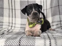 Radio , a male American Pit Bull Terrier and Cane Corso for sale in Davenport, FL – 8 of 10