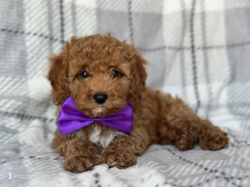 Brice – Cockapoo, Poodle - Toy  puppy for sale in Davenport, FL