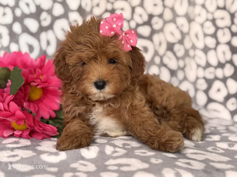 Brittney  – Cavapoo, Poodle - Toy  puppy for sale in Davenport, FL