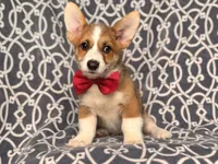 Max, a male Pembroke Welsh Corgi for sale in Davenport, FL – 10 of 10
