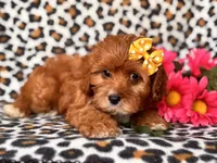 Vanessa , a female Cavapoo and Poodle - Toy  for sale in Davenport, FL – 7 of 10