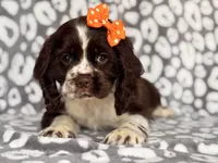 Jess, a female Cocker Spaniel for sale in Davenport, FL – 7 of 10