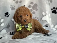 Jameson, a male Cavapoo and Poodle - Miniature  for sale in Davenport, FL – 3 of 7