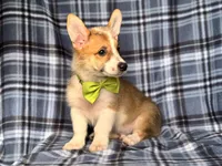 Jax , a male Pembroke Welsh Corgi for sale in Davenport, FL – 9 of 10