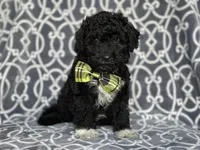 Socks , a male Poodle - Miniature  and Havapoo for sale in Davenport, FL – 2 of 10
