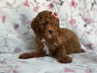 Mini-sale, a female Cavapoo and Poodle - Miniature  for sale in Davenport, FL – 7 of 8