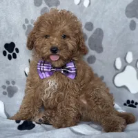 Fynn, a male Poodle - Toy  and Miniature Goldendoodle for sale in Davenport, FL – Photo 6 of 10
