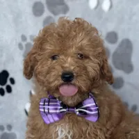 Fynn, a male Poodle - Toy  and Miniature Goldendoodle for sale in Davenport, FL – Photo 1 of 10
