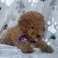 Fynn, a male Poodle - Toy  and Miniature Goldendoodle for sale in Davenport, FL – Photo 3 of 10