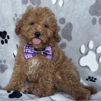 Fynn, a male Poodle - Toy  and Miniature Goldendoodle for sale in Davenport, FL – Photo 9 of 10