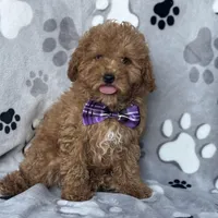 Fynn, a male Poodle - Toy  and Miniature Goldendoodle for sale in Davenport, FL – Photo 10 of 10