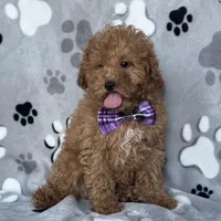 Fynn, a male Poodle - Toy  and Miniature Goldendoodle for sale in Davenport, FL – Photo 5 of 10