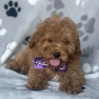 Fynn, a male Poodle - Toy  and Miniature Goldendoodle for sale in Davenport, FL – Photo 2 of 10