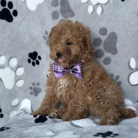 Fynn, a male Poodle - Toy  and Miniature Goldendoodle for sale in Davenport, FL – Photo 8 of 10