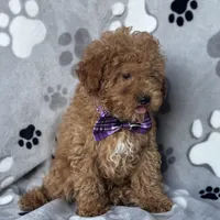 Fynn, a male Poodle - Toy  and Miniature Goldendoodle for sale in Davenport, FL – Photo 4 of 10