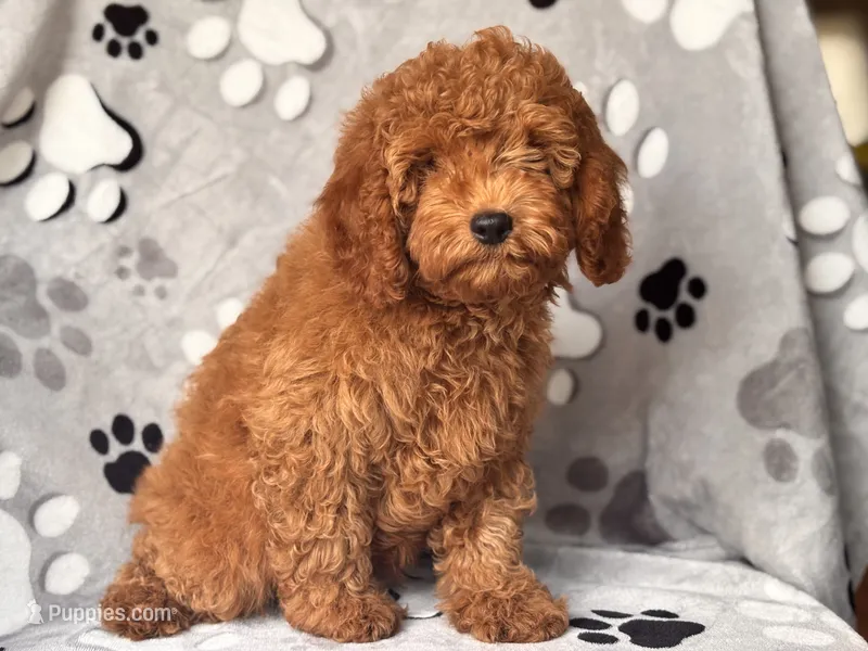 George  – Cavapoo, Poodle - Miniature  puppy for sale in Davenport, FL