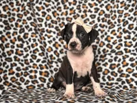 Reba, a female American Pit Bull Terrier and Cane Corso for sale in Davenport, FL – 9 of 10