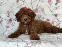 Mini-sale, a female Cavapoo and Poodle - Miniature  for sale in Davenport, FL – 2 of 10