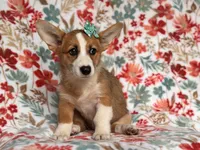 Rue, a female Pembroke Welsh Corgi for sale in Davenport, FL – 3 of 9