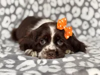 Jess, a female Cocker Spaniel for sale in Davenport, FL – 2 of 10