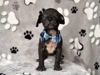 Bruce, a male American Pit Bull Terrier and Black Mouth Cur for sale in Davenport, FL – Photo 3 of 6