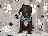 Bruce, a male American Pit Bull Terrier and Black Mouth Cur for sale in Davenport, FL – Photo 2 of 6