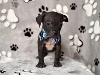 Bruce, a male American Pit Bull Terrier and Black Mouth Cur for sale in Davenport, FL – Photo 5 of 6