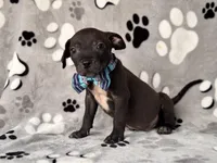 Bruce, a male American Pit Bull Terrier and Black Mouth Cur for sale in Davenport, FL – Photo 4 of 6