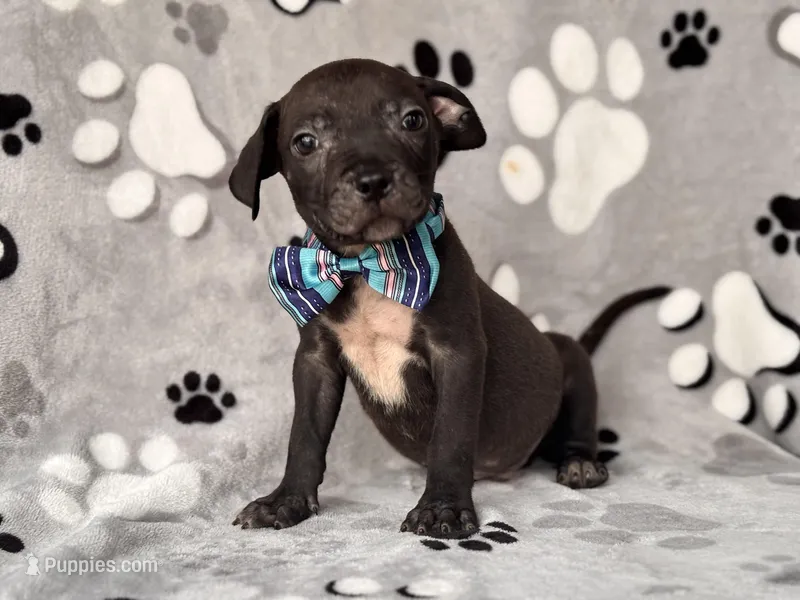 Bruce – American Pit Bull Terrier, Black Mouth Cur puppy for sale in Davenport, FL