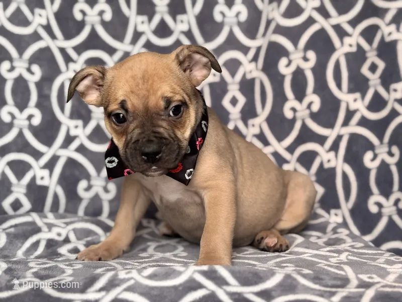 Scout – French Bulldog, American Pit Bull Terrier puppy for sale in Davenport, FL
