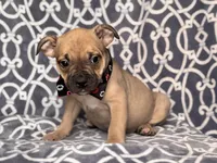 Scout, a male French Bulldog and American Pit Bull Terrier for sale in Davenport, FL – 1 of 8
