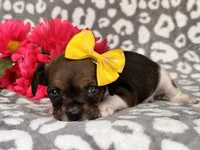 Beauty, a female French Bulldog and Cockapoo for sale in Davenport, FL – 9 of 10