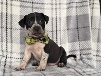Radio , a male American Pit Bull Terrier and Cane Corso for sale in Davenport, FL – 2 of 10
