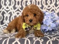Romeo, a male Cavapoo and Poodle - Toy  for sale in Davenport, FL – 1 of 10
