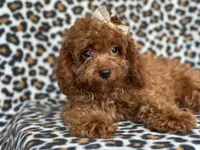  Bubbles , a female Cavapoo and Poodle - Miniature  for sale in Davenport, FL – 5 of 10
