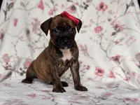 Opossum , a female American Pit Bull Terrier and Cane Corso for sale in Davenport, FL – 8 of 10