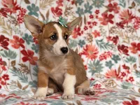 Rue, a female Pembroke Welsh Corgi for sale in Davenport, FL – 5 of 9