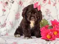 Diamond, a female Cocker Spaniel for sale in Davenport, FL – 8 of 10