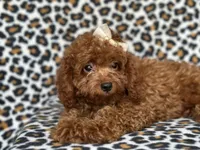  Bubbles , a female Cavapoo and Poodle - Miniature  for sale in Davenport, FL – 6 of 10
