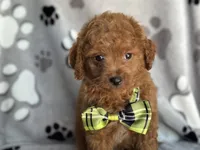 Jameson, a male Cavapoo and Poodle - Miniature  for sale in Davenport, FL – 5 of 7