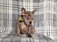 Tigger, a male French Bulldog and American Pit Bull Terrier for sale in Davenport, FL – 10 of 10