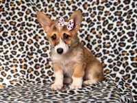June, a female Pembroke Welsh Corgi for sale in Davenport, FL – 7 of 10