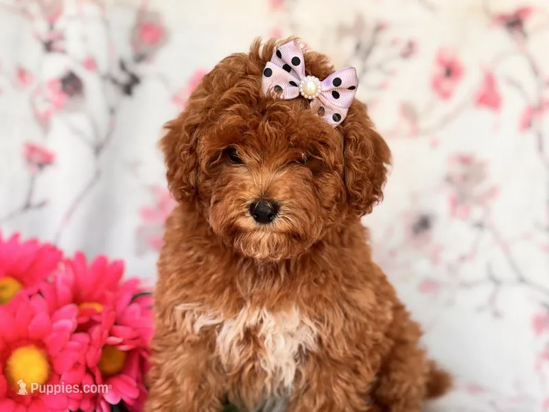 Rosie – Poodle - Miniature  puppy for sale in Davenport, FL