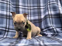 Scout, a male French Bulldog and American Pit Bull Terrier for sale in Davenport, FL – 9 of 10