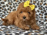 Hope, a female Cavapoo and Poodle - Toy  for sale in Davenport, FL – 6 of 9