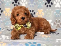 Hiccup, a male Cavapoo and Poodle - Miniature  for sale in Davenport, FL – 6 of 10