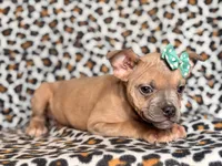 Stella, a female French Bulldog and American Pit Bull Terrier for sale in Davenport, FL – 4 of 10